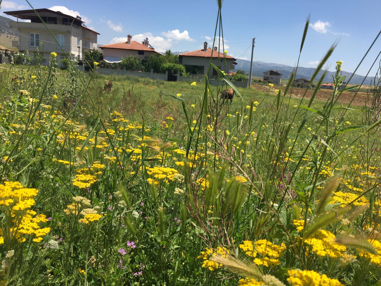 Sücüllü Köyü
